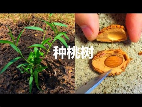 桃子籽種植|桃樹種植全攻略：在家種出美味多汁的桃子 